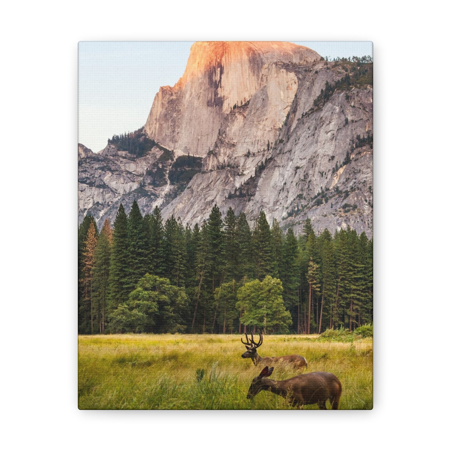 Half Dome Meadow - Canvas Stretched, 0.75"